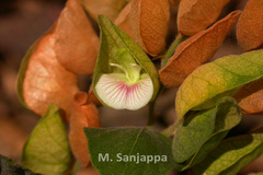 Flemingia strobilifera